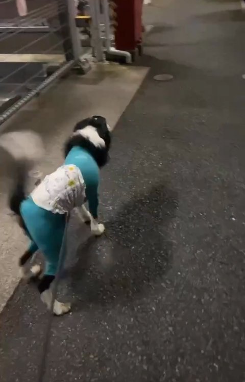 尻尾を振りながら駆け寄る中型犬