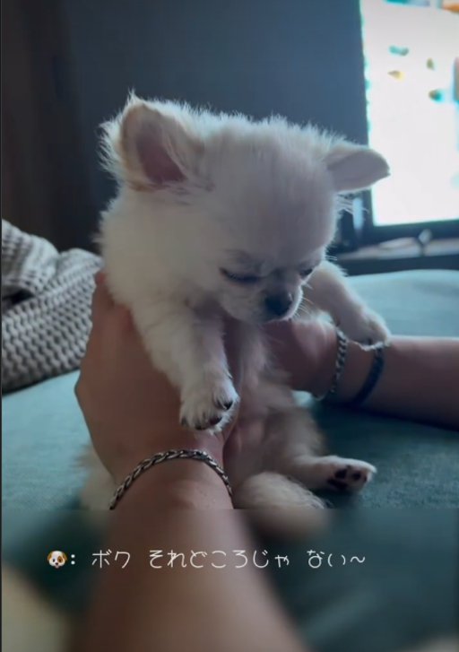 眠る犬1