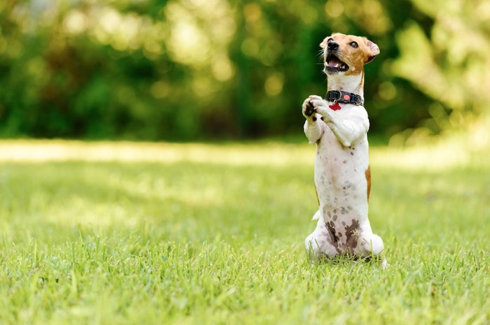 後あしで立ってちょうだいのポーズをする犬