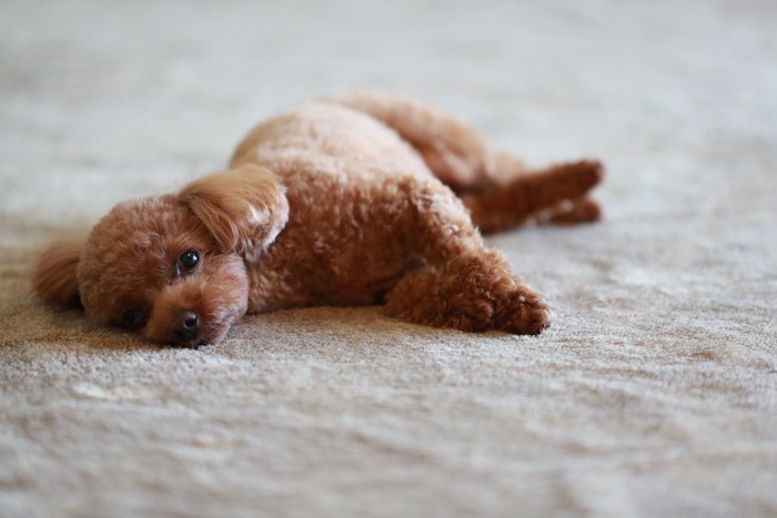 カーペットに横になって退屈そうな犬