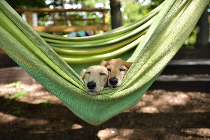 ハンモックにいる2匹の犬