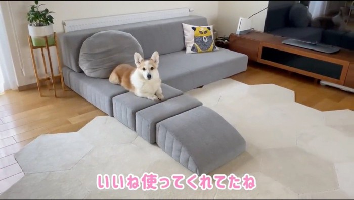 ソファの上で伏せをする犬