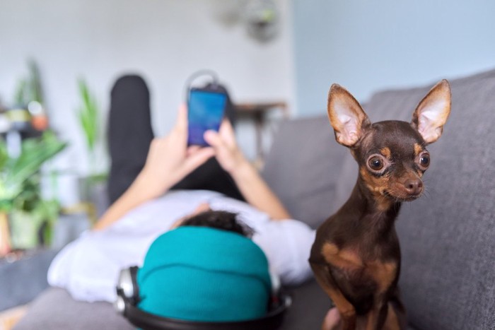 スマホで音楽を聴く男性と犬