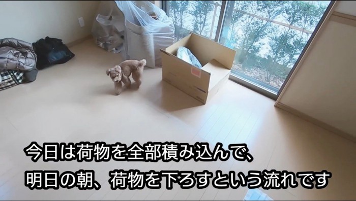 部屋の中を歩き回る犬