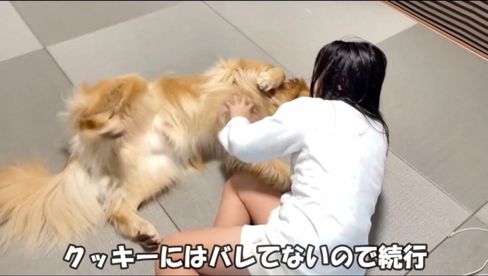 犬のお腹を撫でる女の子