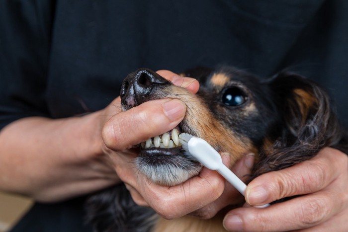 口を掴まれて歯を磨かれる犬