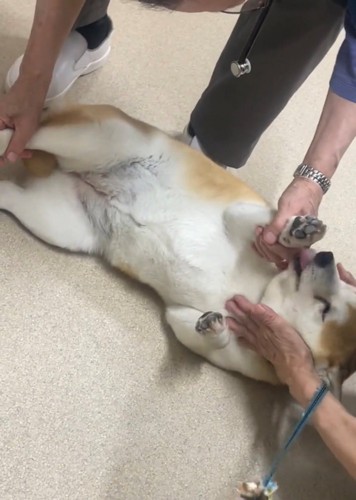 仰向けで診察される犬
