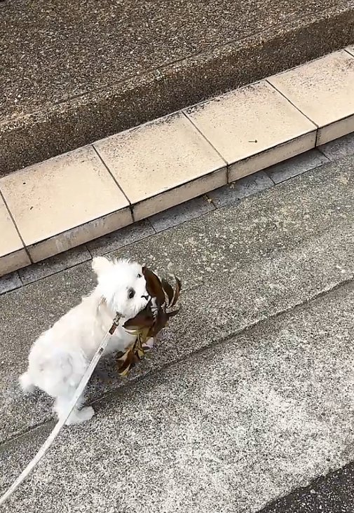 葉っぱを持つ犬1