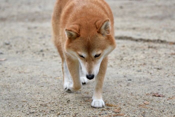 片足をあげて元気のない柴犬