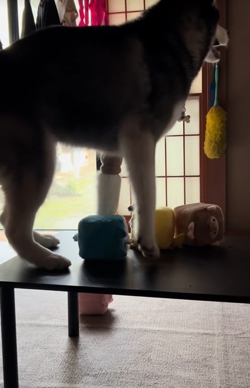 足を引っ込める大型犬