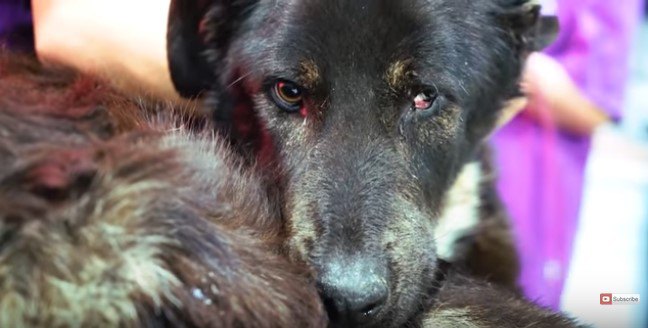 目の異常が見られる犬