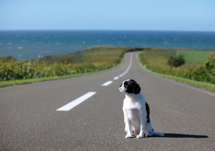 迷子の犬