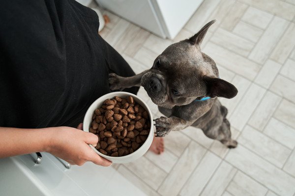 犬の年齢に合わせた食事回数の目安