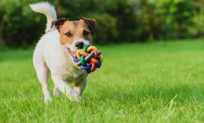 ボールを加えてこちらに向かってくる犬