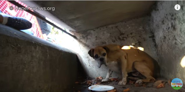 おいつめられた犬