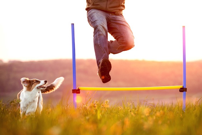 ハードルを跳ぶ人と犬