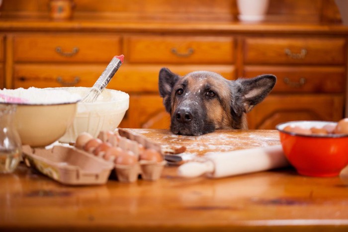 キッチンの台に顔を乗せた犬