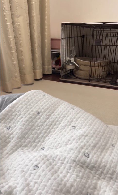 ハウスを失敗するさくらちゃん5