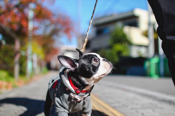 見上げながら歩く犬