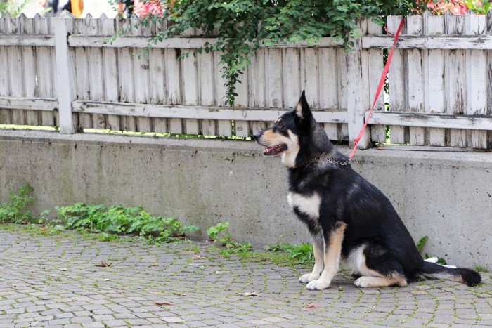 柵につながれている犬