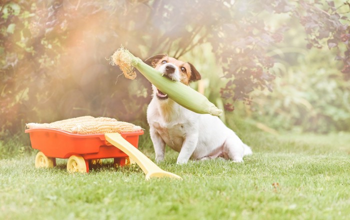 とうもろこしを噛む犬