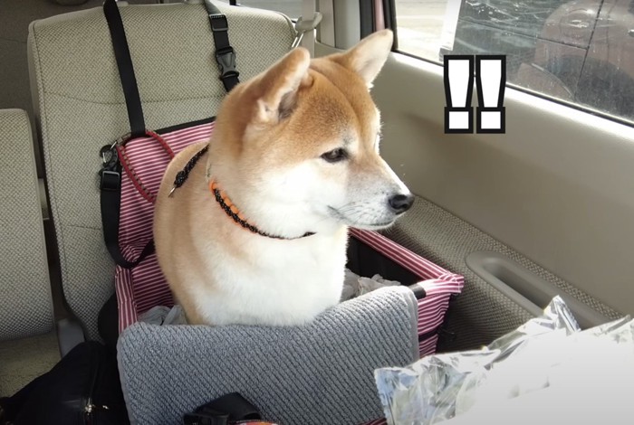 「！！」となる柴犬