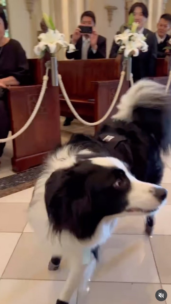 突然止まる犬