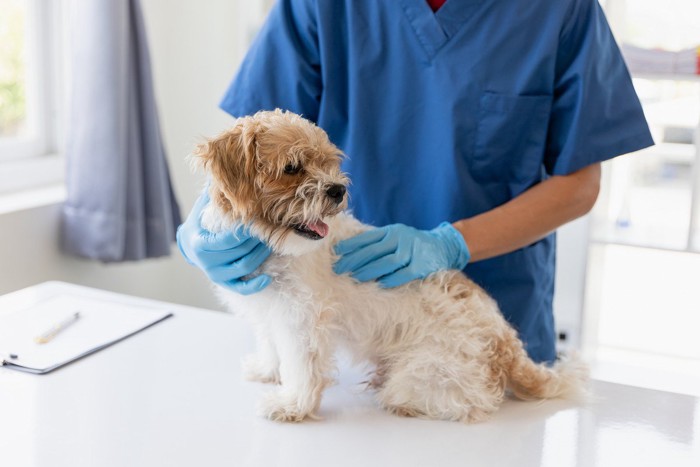 触診を受ける茶白の犬