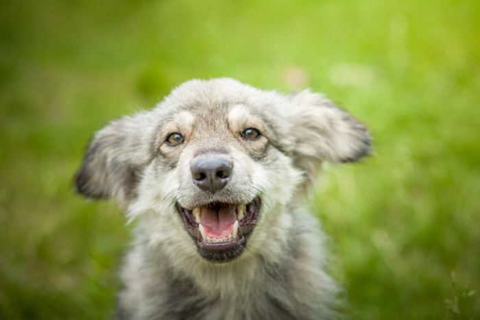 耳を横にして笑う犬