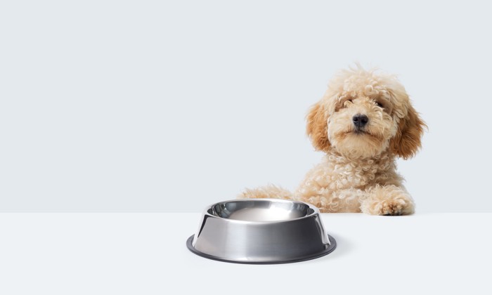 テーブルに足をかけてフードを待っている犬