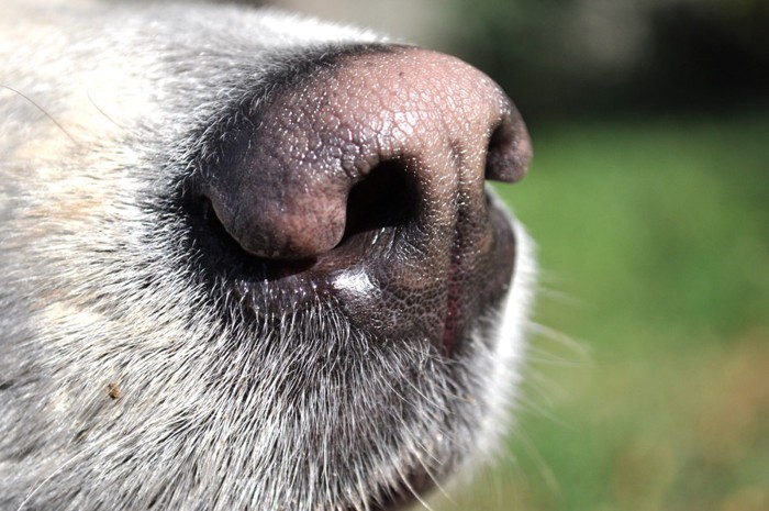 犬の鼻