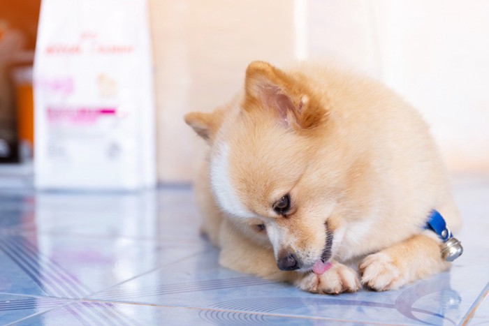 前足をなめる犬