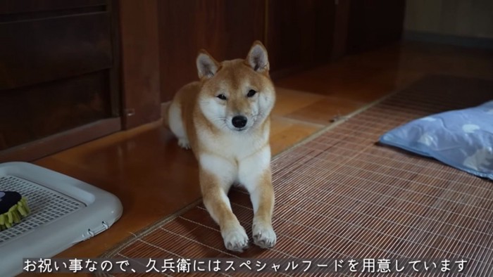 ふせてカメラ目線の久兵衛くん