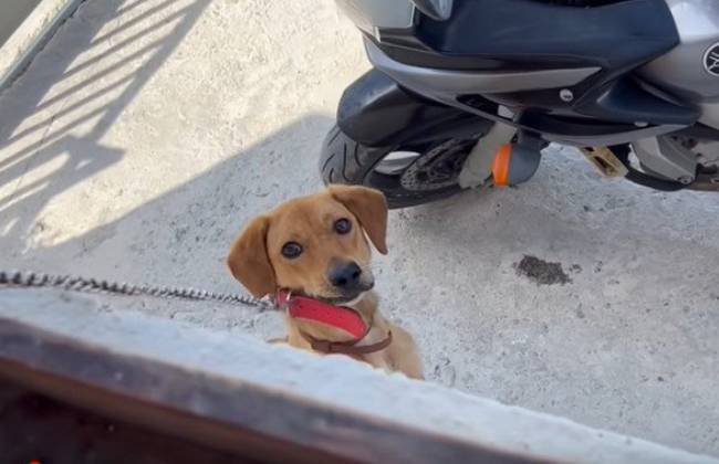 壁を飛び越えて半ば首吊り城代の犬