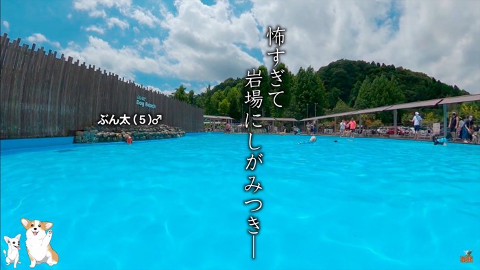 コーギーのスイミングスクール5