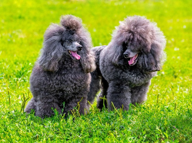 芝生の上に並ぶ2頭の犬