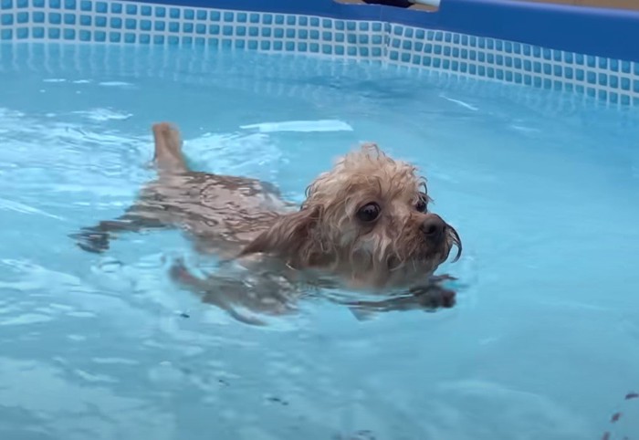 泳ぎながら人を追いかける犬