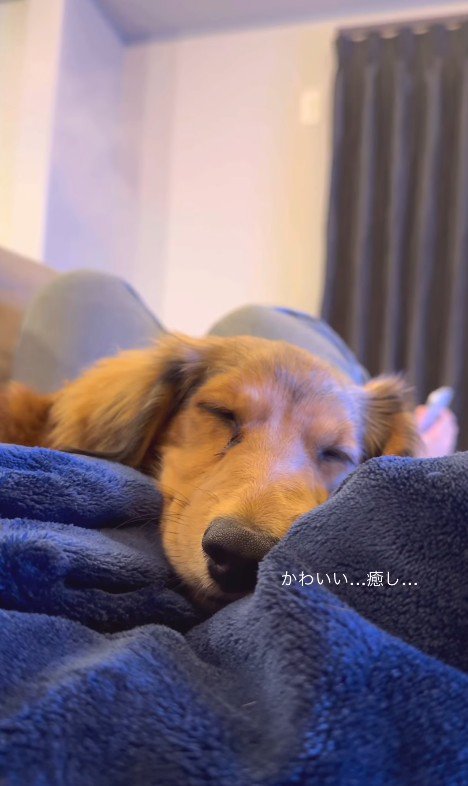 パパとママに寄り添うビッシュちゃん6