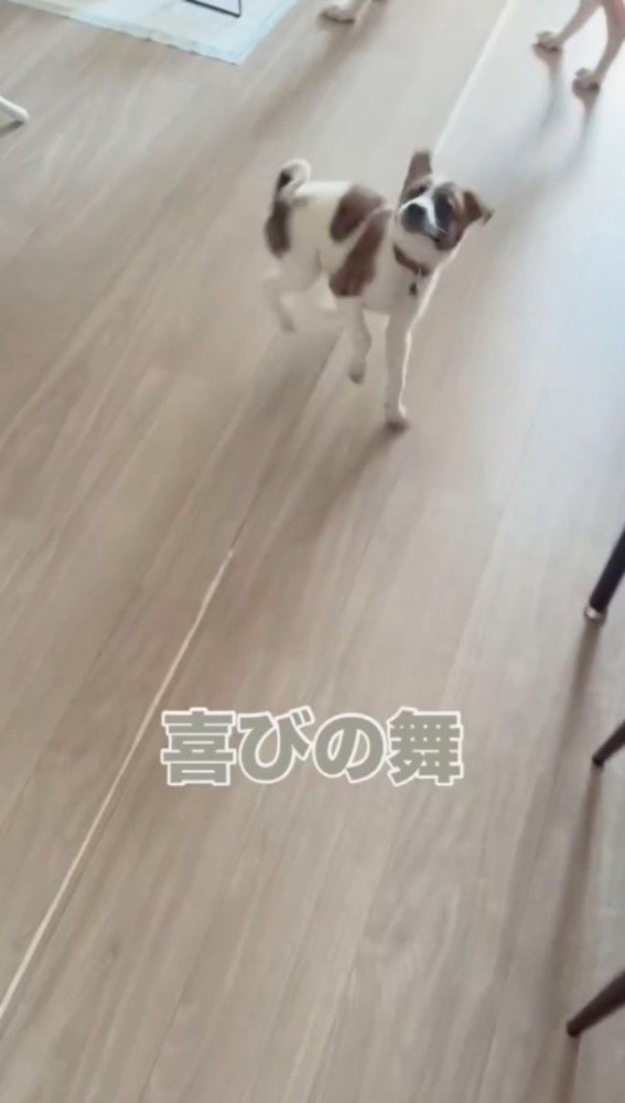 フローリングの上を飛び跳ねる子犬
