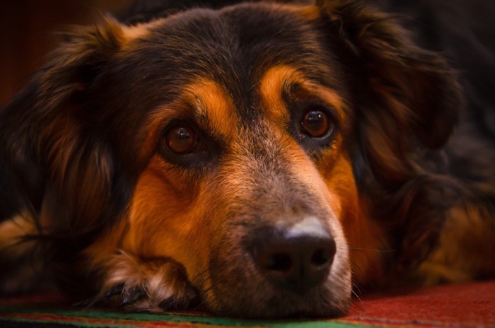 困っている犬