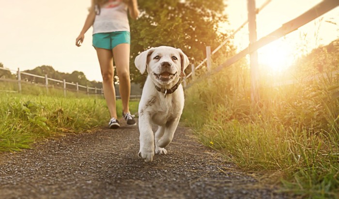 散歩をする少女と子犬