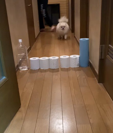 廊下に置かれたトイレットペーパーを…