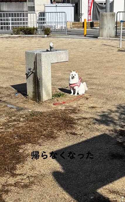 その場から動かないべらちゃん