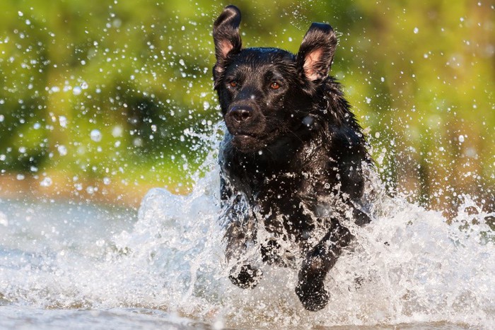 水浴びをする犬