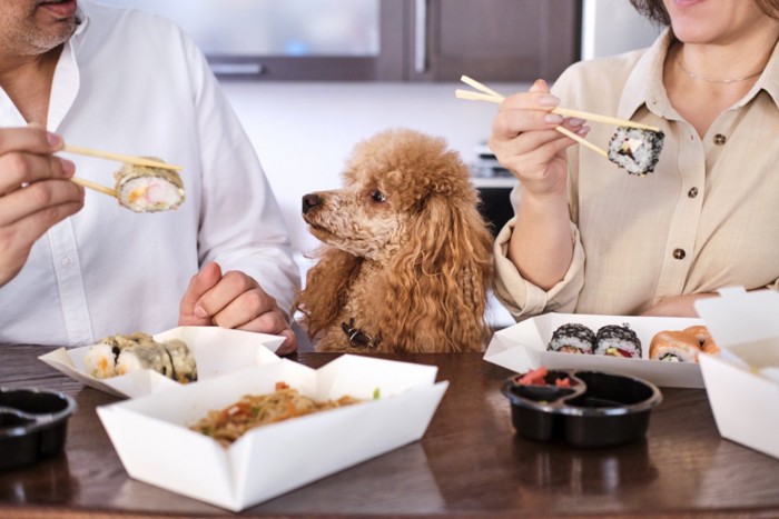 夫婦が食べる食事を見つめる犬