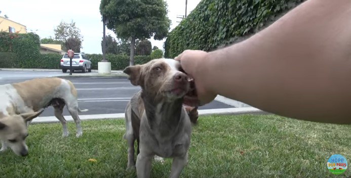 犬の頭をなでる