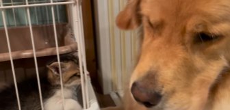 ケージの中からゴールデンレトリバーを見つめる子猫