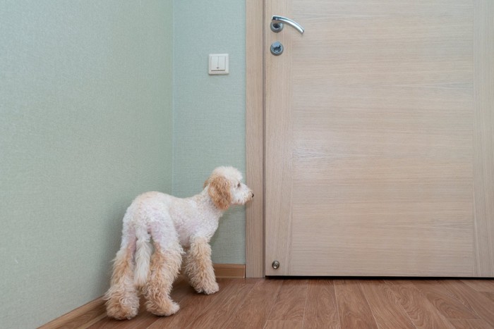 ドアの前で待つ犬