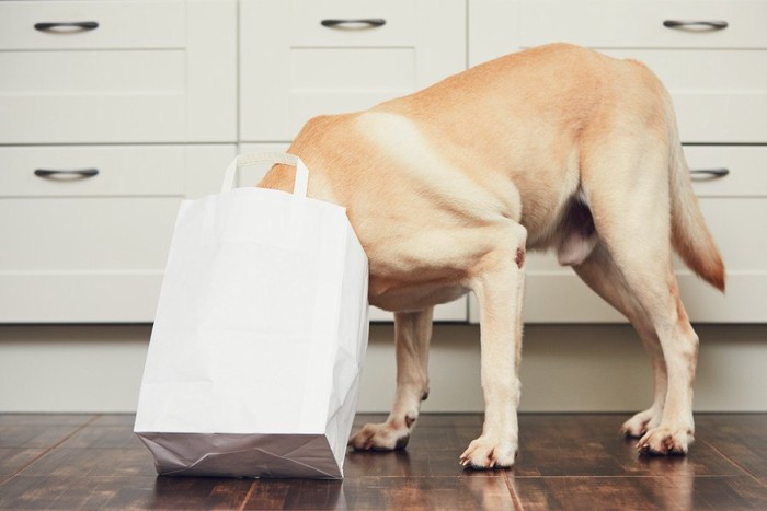 袋に顔を突っ込む犬