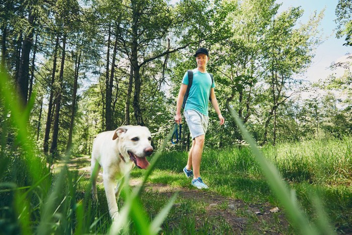 森の中を歩く犬と飼い主